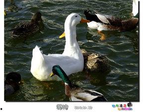 鸭王电影在线观看,在线观看，笑中带泪的喜剧盛宴  第2张